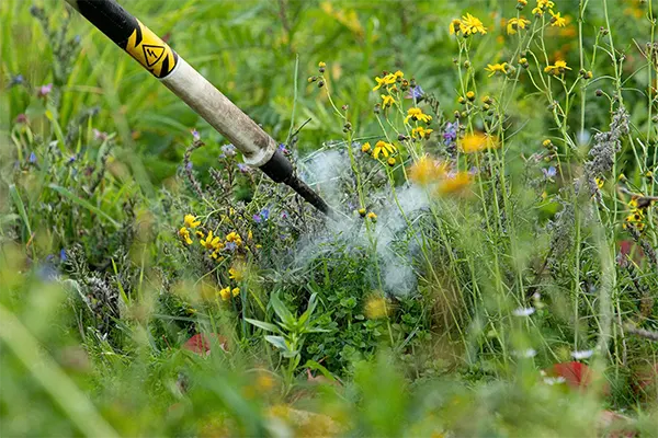 Schad- und Giftpflanzen kann man ökologisch unbedenklich mit Strom bekämpfen.